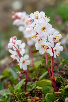 Arctic wintergreen or large-flowered wintergreen is a hardy perennial evergreen subshrub in the family Ericaceae. Found growing north of Arviat, Nunavut, Canada and is widely distributed in the Northern Hemisphere from temperate to tundra-like climates.