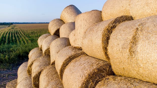 Many bales of wheat straw rolls on wheat field after wheat harvest on sunset dawn. Flying over bales straw rolls on field on sundown dawning. Agricultural agro-industrial agrarian. Aerial drone view