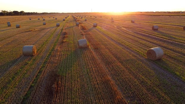 Many bales of wheat straw twisted into rolls with long shadows after wheat harvest lie on field during sunset sunrise. Flying over straw bales rolls on field. Aerial drone view. Agricultural landscape