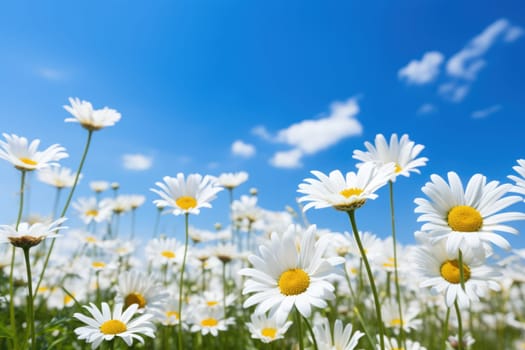 Field of daisy, blue sky, sunny day, professional photography. Generative AI.