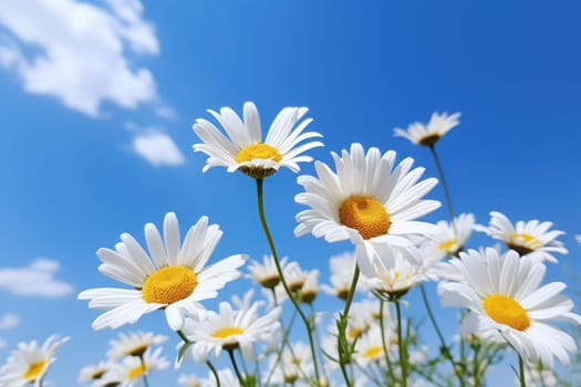 Field of daisy, blue sky, sunny day, professional photography. Generative AI.