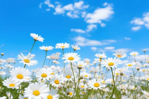 Field of daisy, blue sky, sunny day, professional photography. Generative AI.