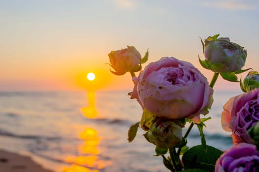 Rose flowers lying on sand of beach of sea shore coast at sunset dawn close-up. Blossoming blooming flowers of pink roses on sand of sea coast with setting rising sun. Concept romance mood romantic