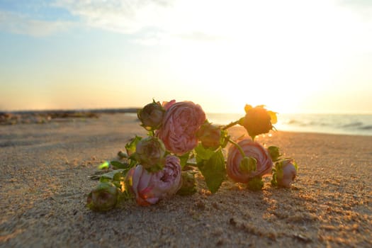 Rose flowers lying on sand of beach of sea shore coast at sunset dawn close-up. Blossoming blooming flowers of pink roses on sand of sea coast with setting rising sun. Romance mood romantic concept