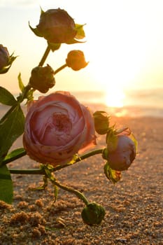 Rose flowers lying on sand of beach of sea shore coast at sunset dawn close-up. Blossoming blooming flowers of pink roses on sand of sea coast with setting rising sun. Romance mood romantic concept