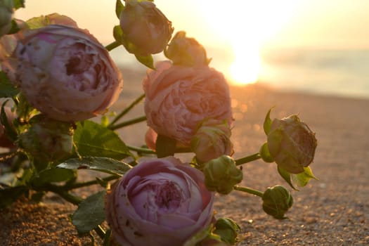 Rose flowers lying on sand of beach of sea shore coast at sunset dawn close-up. Blossoming blooming flowers of pink roses on sand of sea coast with setting rising sun. Romance mood romantic concept