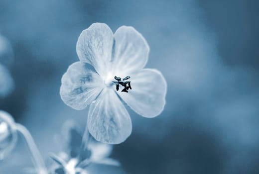 Beautiful blooming flower with petals and leaves on a blurred background on a sunny summer day close up. Natural background Nature backdrop. Blue color