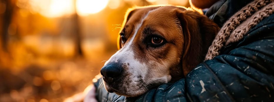 A dog is a man's friend. Selective focus. animal.