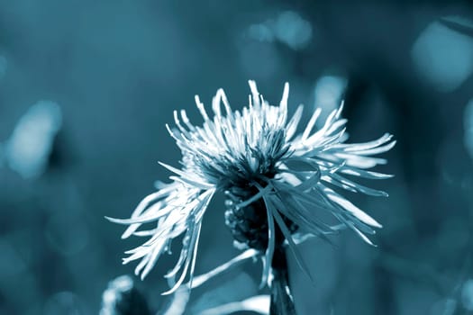 Beautiful blooming blue flower with thin petals and stamen on blurred green background close-up. Natural nature