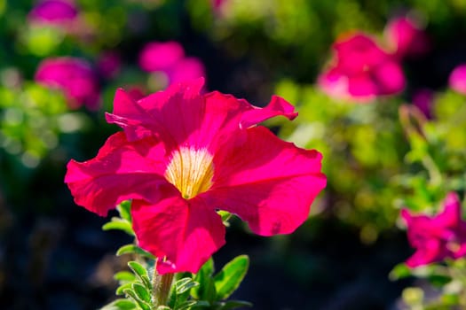 Beautiful blooming flower with bright red pink petals and yellow center on blurred background on sunny summer spring day close up.