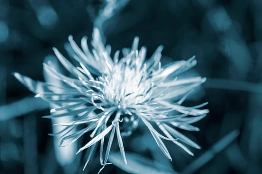 Beautiful blooming blue flower with thin petals and stamen on blurred green background close-up. Natural nature