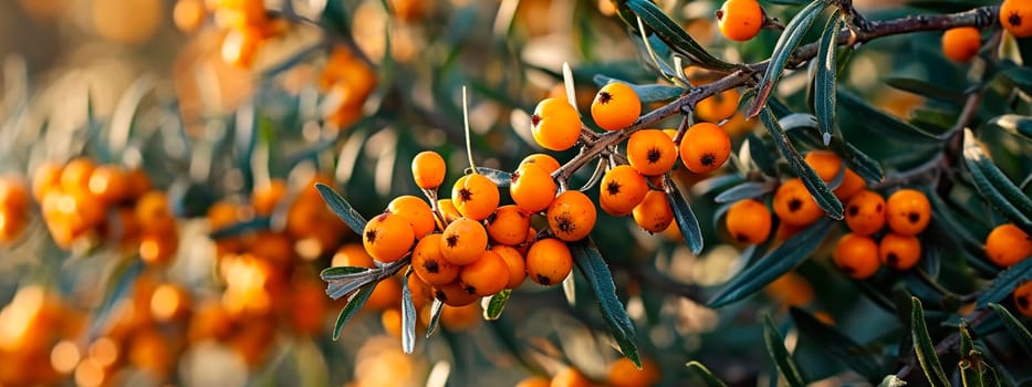 Sea buckthorn on a berry tree. Selective focus. Food.