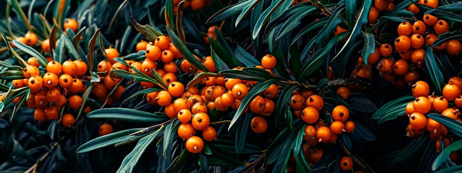 Sea buckthorn on a berry tree. Selective focus. Food.