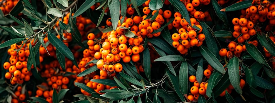 Sea buckthorn on a berry tree. Selective focus. Food.