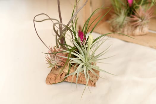 A green tillandsia air plants