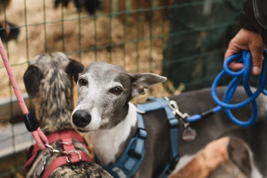 Italian Greyhounds dogs on a leash on walk