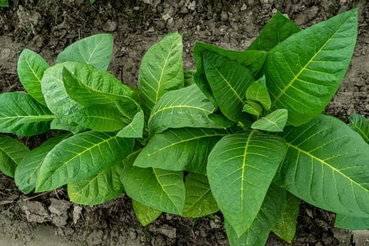 lush leaves of tobacco bushes top view