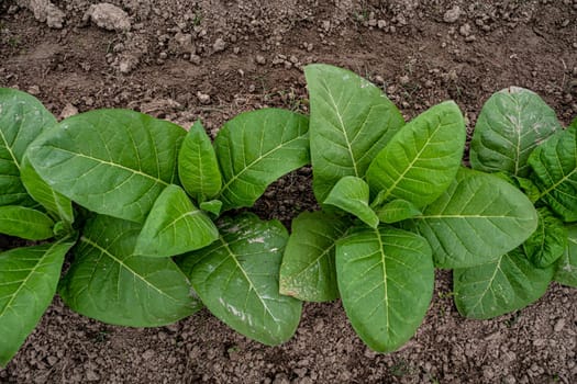 Young Bush tobacco, top view