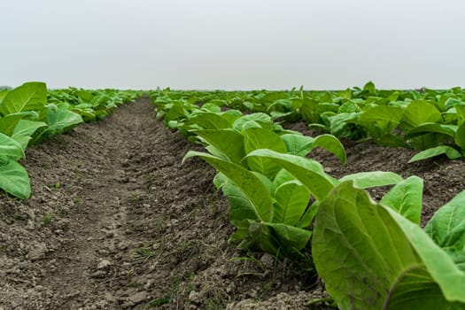 tobacco plantation, tobacco cultivation in Bangladesh. Field of tobacco