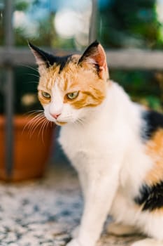 Tricolor cat sits thoughtfully on a garden fence. High quality photo