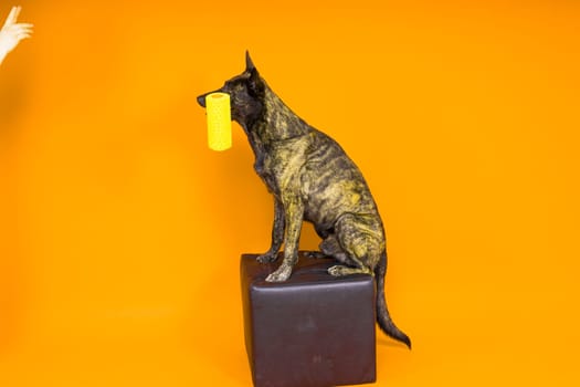 A dog builder is holding roller brush. Red yellow background. Isolated. Dutch shepherd