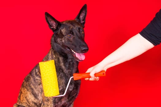 A dog builder is holding roller brush. Red yellow background. Isolated. Dutch shepherd