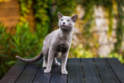 Blue cat sitting on wooden table with green background, sitting in a garden.