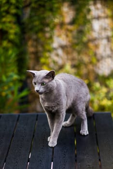 Blue cat sitting on wooden table with green background, sitting in a garden.