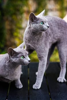 Blue cat sitting on wooden table with green background, sitting in a garden.