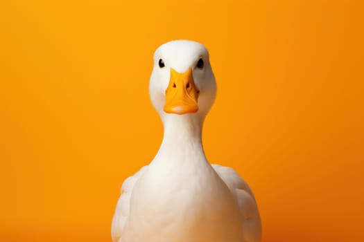 Cute White Duck with Orange Beak and Feathers, Close-up Portrait of a Beautiful Bird on a Water Background