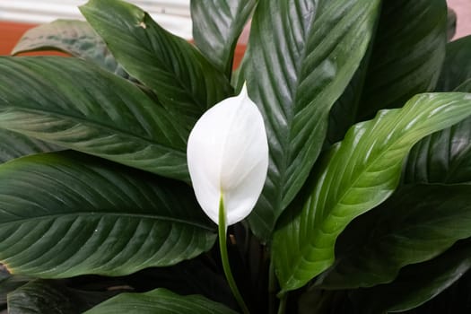 White spathiphyllum flower among green leaves close up
