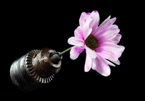 Creative still life with old rusty drill head and pink chrysanthemum on a black background