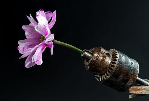 Creative still life with old rusty drill head and pink chrysanthemum on a black background