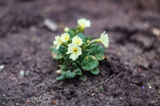 Early yellow flowers on a black ground close up