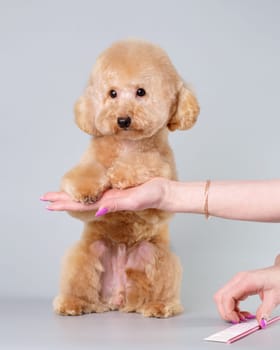 A poodle dog after a haircut standing on its hind legs leaning on a woman's hand with its front paws