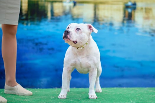 The American bulldog is closely watching what is happening in close-up