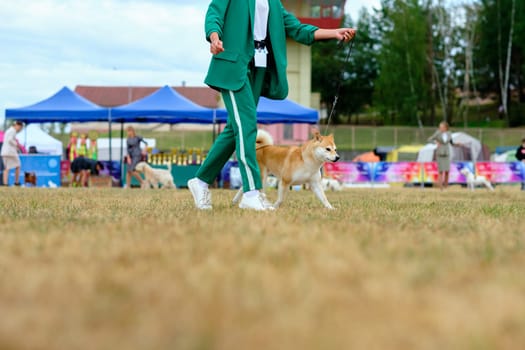 Handler demonstrates the constitution of her body in the movement of the akita dog