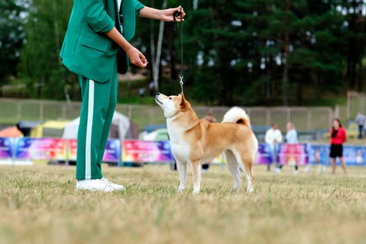 The handler holds the akita dog in the rack with the help of food reflexes holding the food in his hand