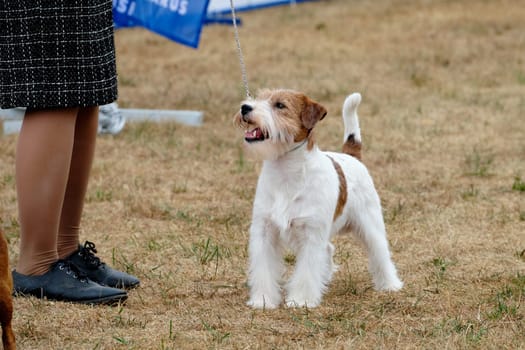 Jack Russell attentively watches handler during dog training