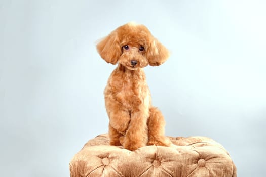 An apricot poodle dog with an Art Nouveau haircut sits on an ottoman on a light background
