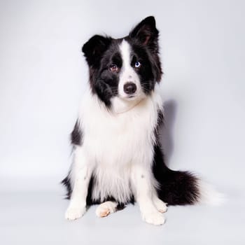 A border collie dog sits on a light background