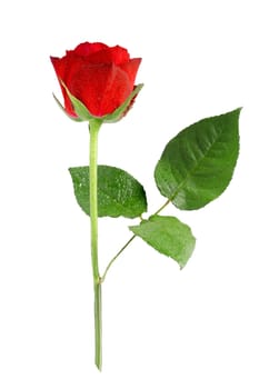 Single beautiful red Rose Isolated on White Background.