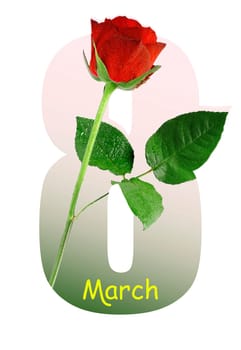 Number 8 greeting card design with beautiful red rose on white background. International Women's day.