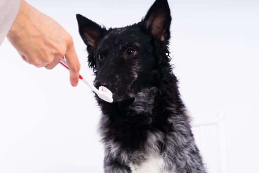 Brushing dog's teeth. Male hand holds animal toothbrush. Pet hygiene concept.