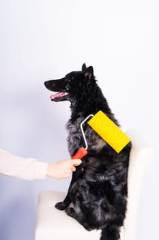 Man painting his dog doing renovation work in room. Good relationship between dog and his owner