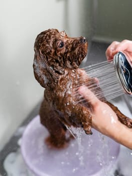 Woman washing brown mini toy poodle in grooming salon