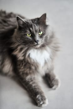 Close-up portrait of a big gray cat. High quality photo