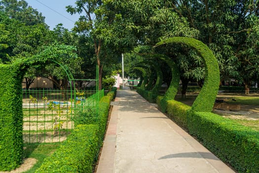 An alley in the park with decoratively trimmed bushes