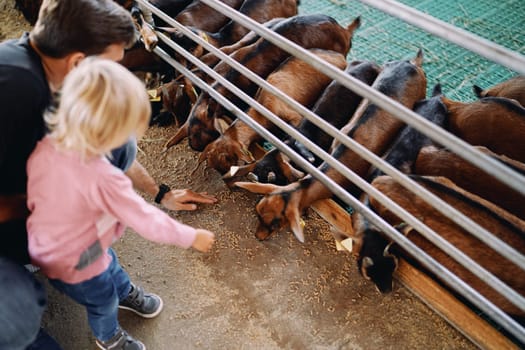 Dad with a little girl feeding grain to a herd of goats in a paddock at a farm. High quality photo