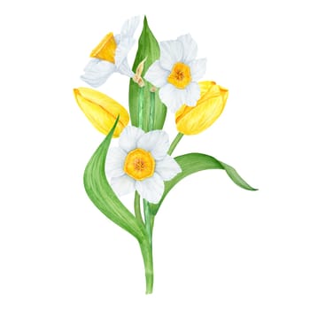 Bouquet of white narcissus, yellow tulip. Watercolor illustration of daffodil. Handdrawn watercolor botanical painting of fragrant spring garden flower for greeting, wedding, Easter, Mothers day prints